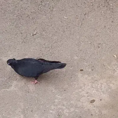 گمشده|حیوانات|جیرفت, |دیوار