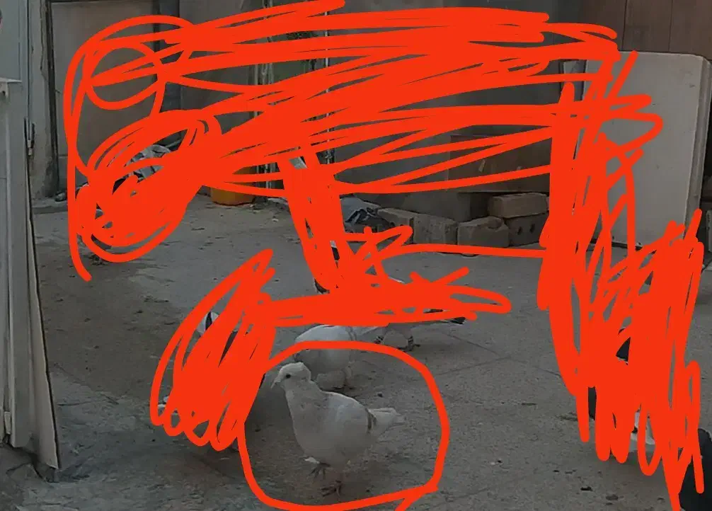 مینا اوقون کاکولی|حیوانات|تربتحیدریه, قائم|دیوار