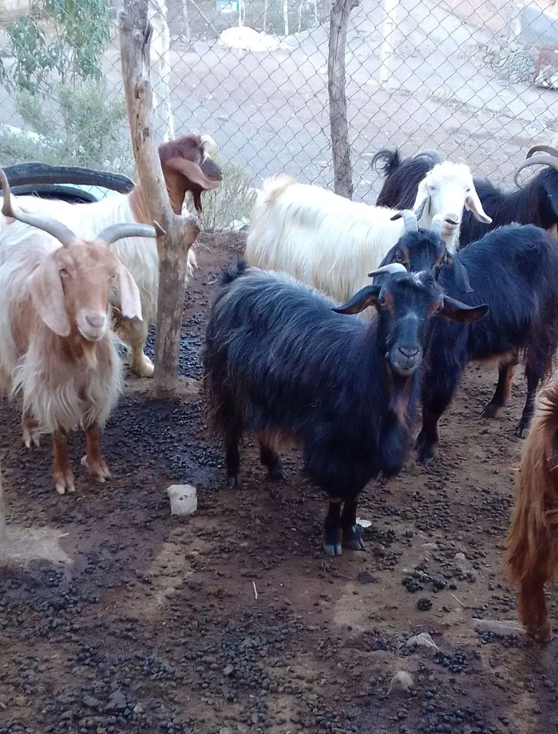 بزوبزغاله|حیوانات مزرعه|انگوت, |دیوار