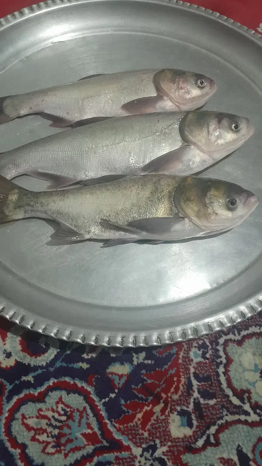 پخش ماهی زنده ارسال رایگان کیلوی ۱۶۰|ماهی|دورود, |دیوار