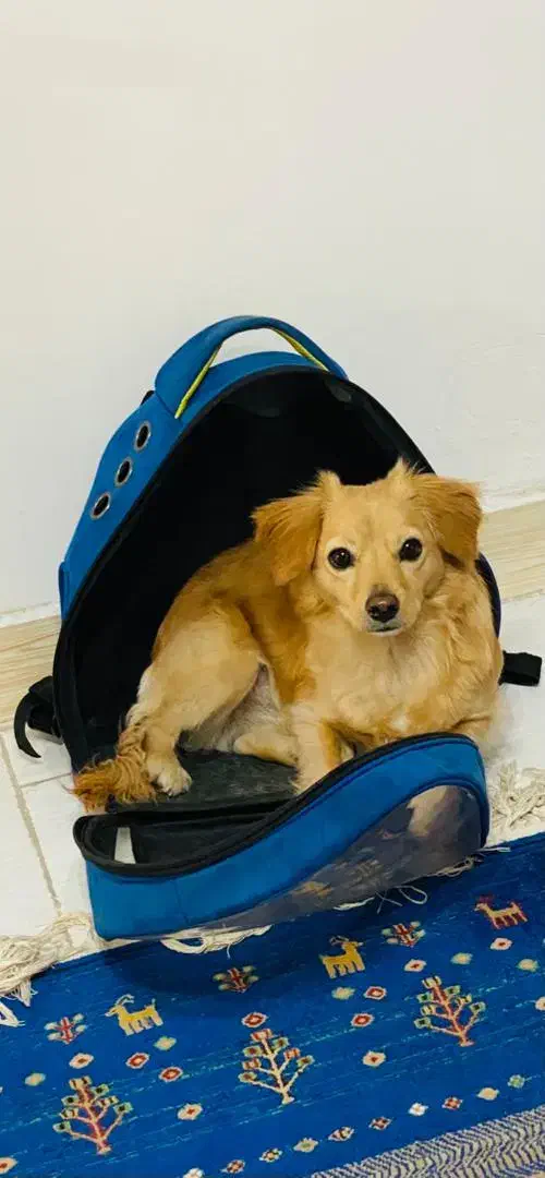 گمشده سگ گلدن میکس|حیوانات|تهران, هفده شهریور|دیوار