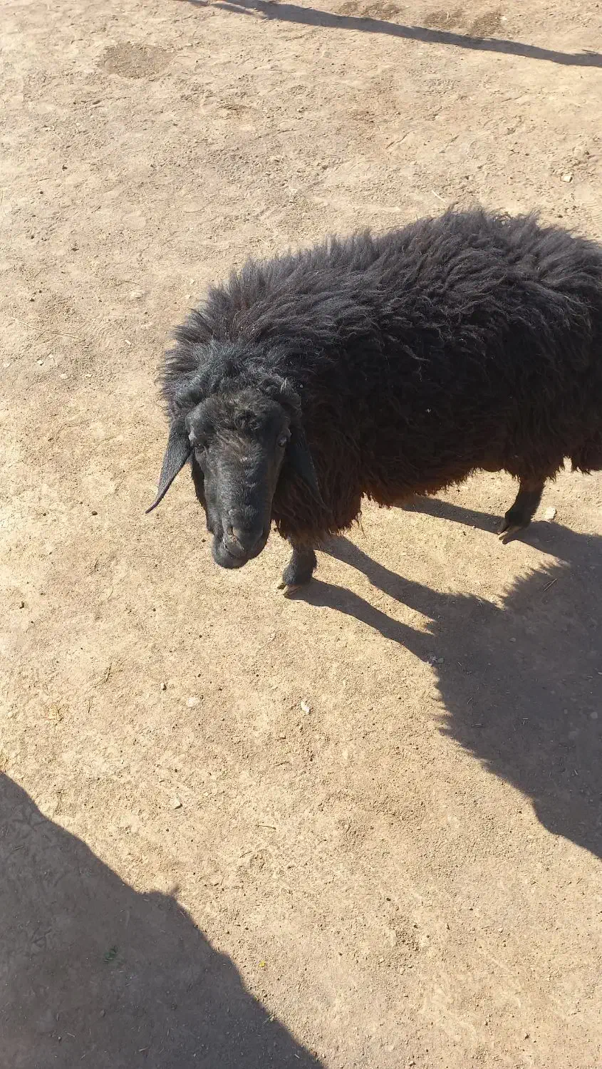 قوچ دودندان|حیوانات مزرعه|عطاملک, |دیوار