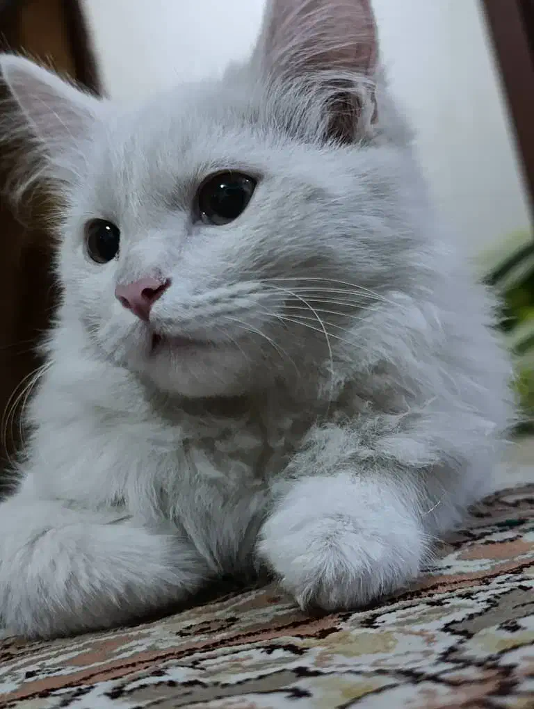 گربه پرشین خانگی|گربه|سقز, |دیوار