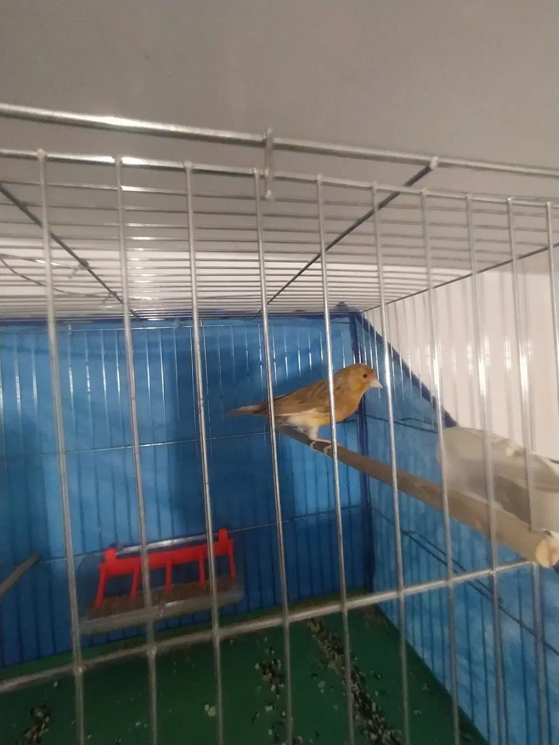 سلام قناری نروماده سالم سالم|پرنده|همدان, |دیوار