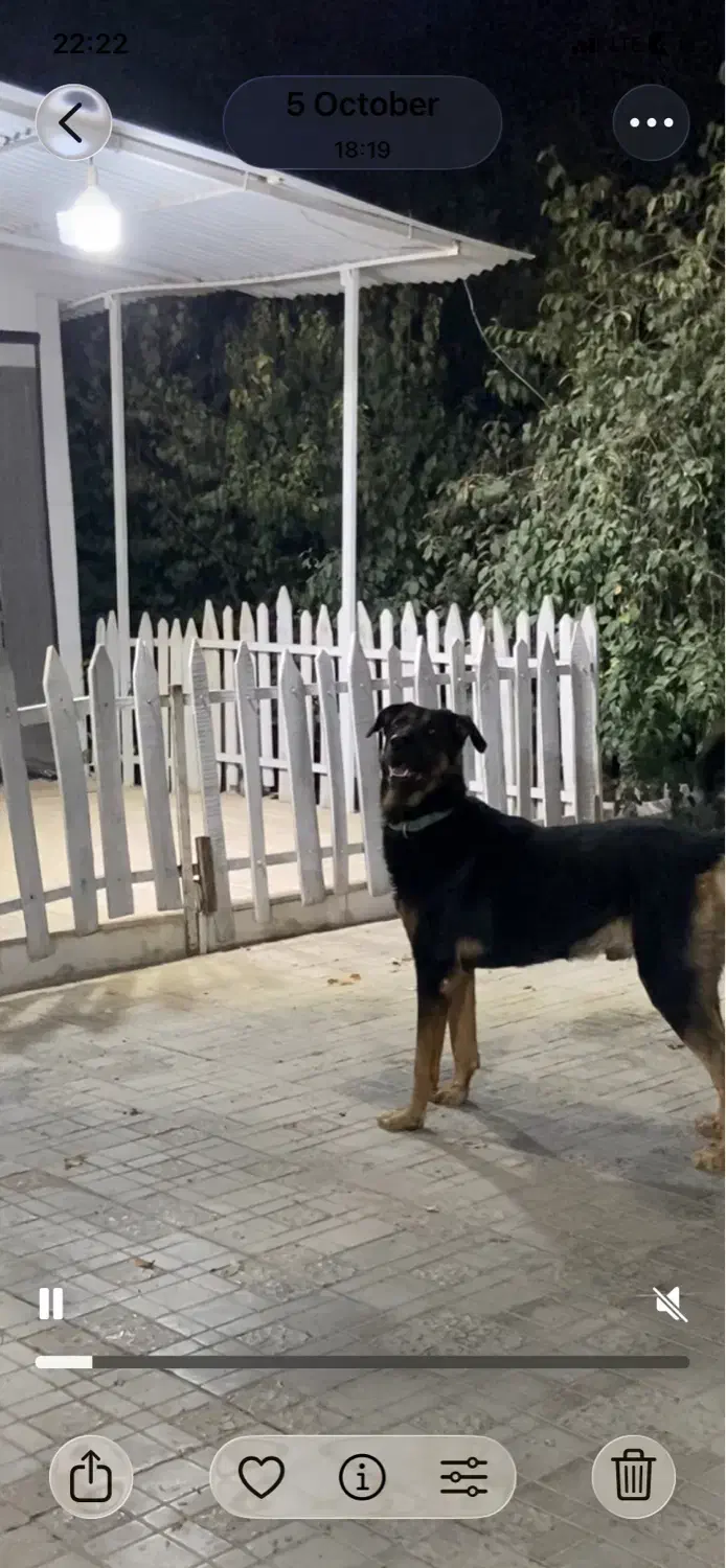 سگ نگهبان|سگ|تهران, آذری|دیوار