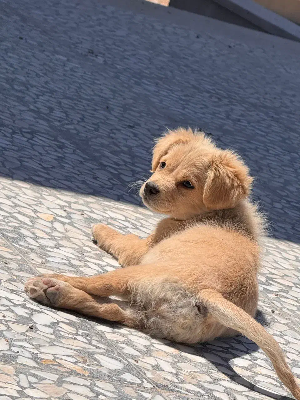 نرو ماده بازی گوش|سگ|زرقان, |دیوار