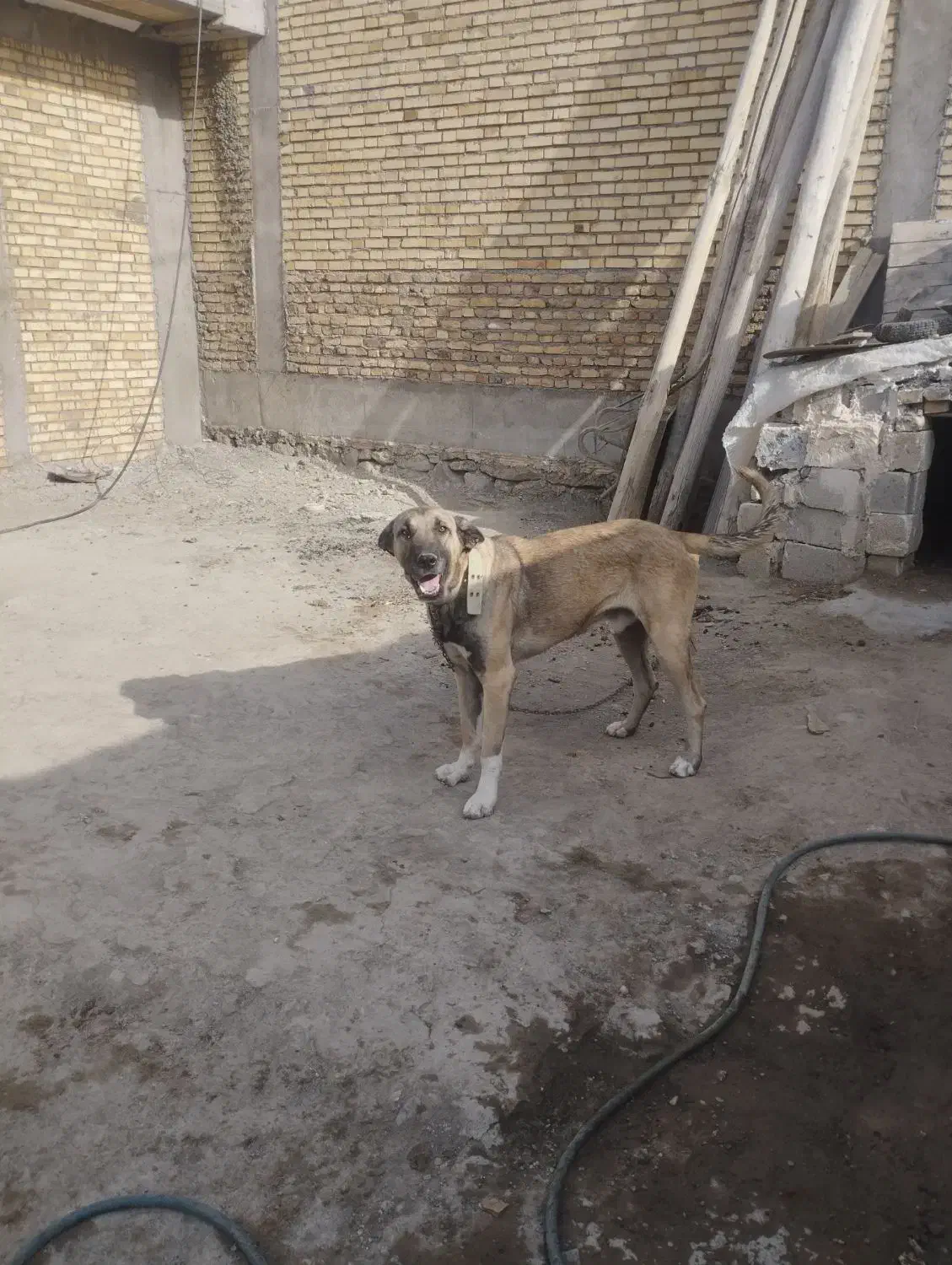 واگذاری سگ سرابی|سگ|خوی, |دیوار