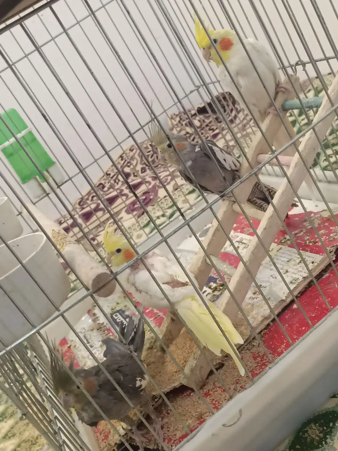 عروس هلندی|پرنده|فارسان, |دیوار