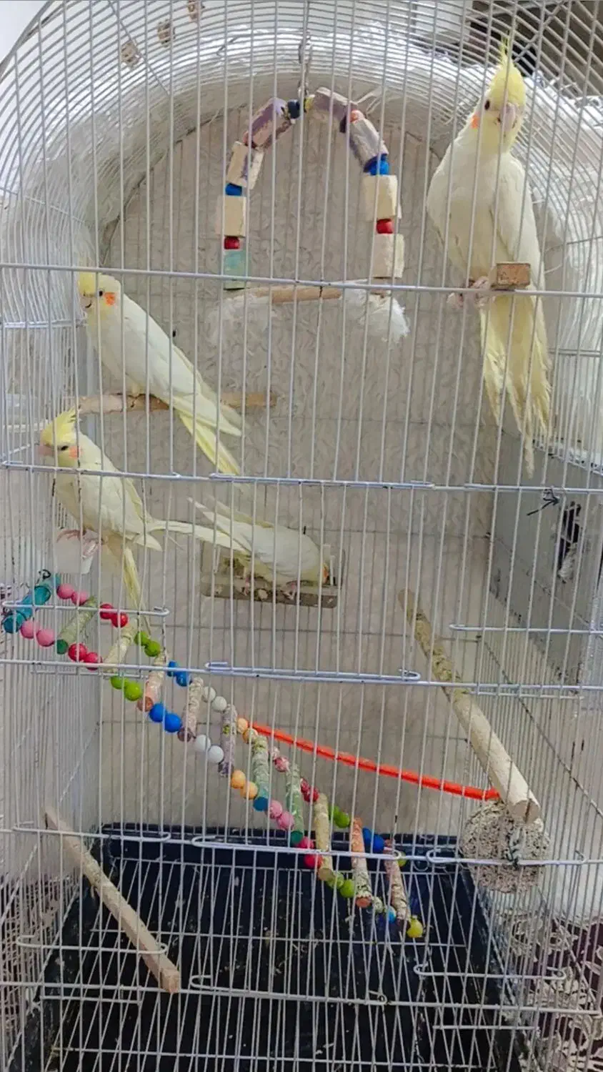 عروس هلندی|پرنده|مشهد, کشف|دیوار