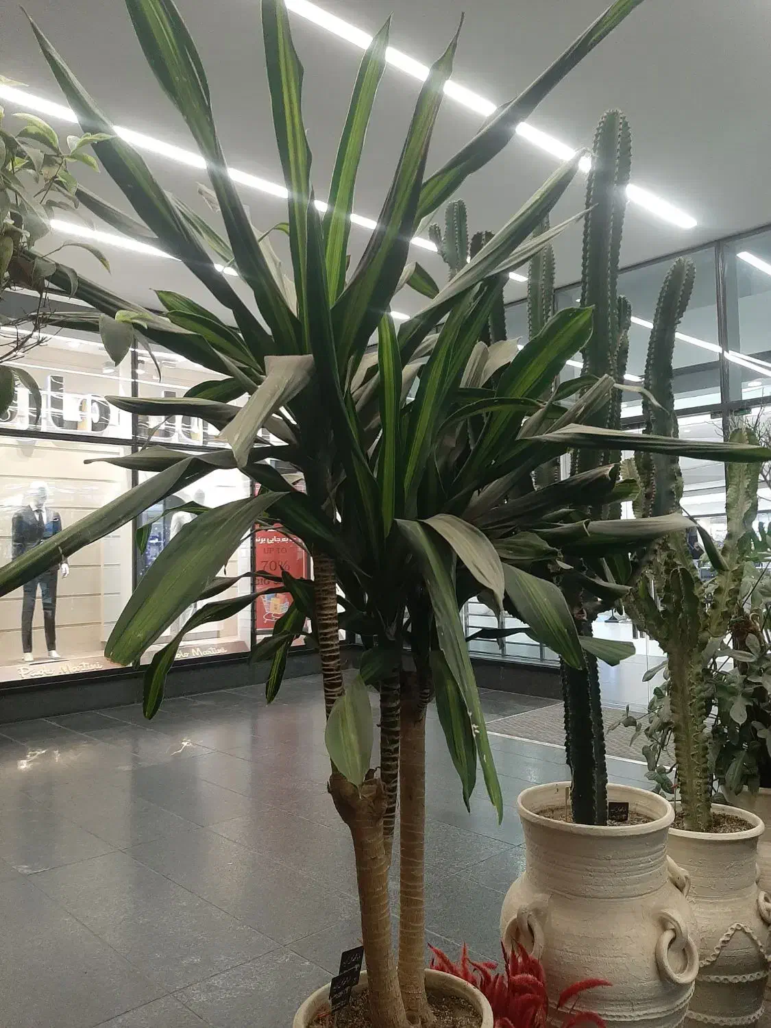 سانسوریا|گل و گیاه طبیعی|ری, اقدسیه|دیوار