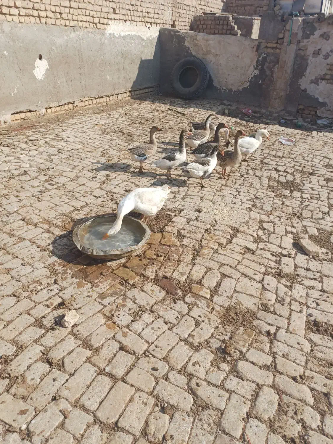 دو جفت قو غاز|پرنده|قم, قلعه صدری|دیوار