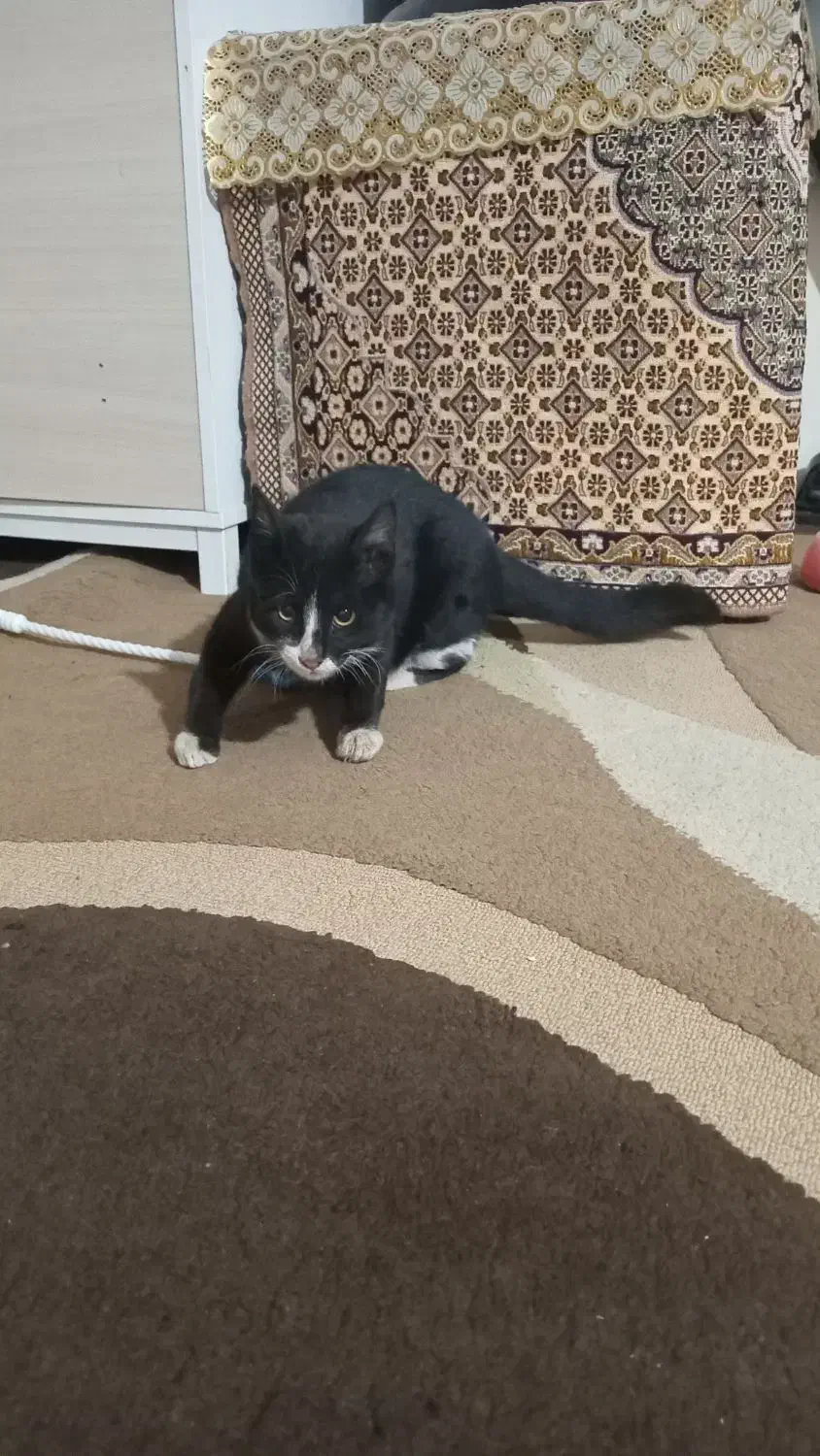 گربه سیاه|گربه|دماوند, دماوند|دیوار