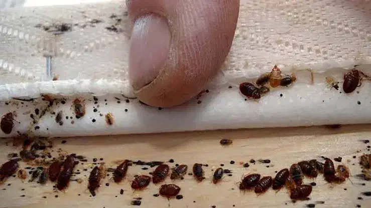 سمپاشی سوسک ساس در تمام نقاط مشهد|خدمات نظافت|مشهد, آیت الله کاشانی|دیوار