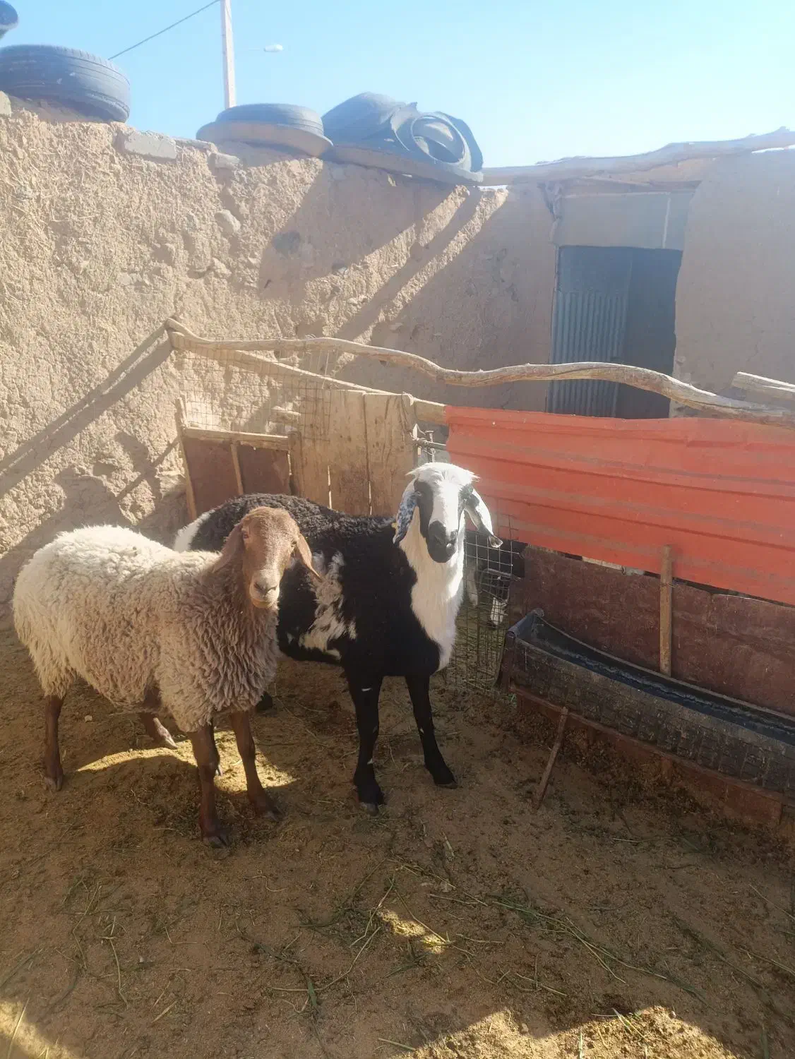 بره قوچی کاور افشاری|حیوانات مزرعه|سربیشه, |دیوار