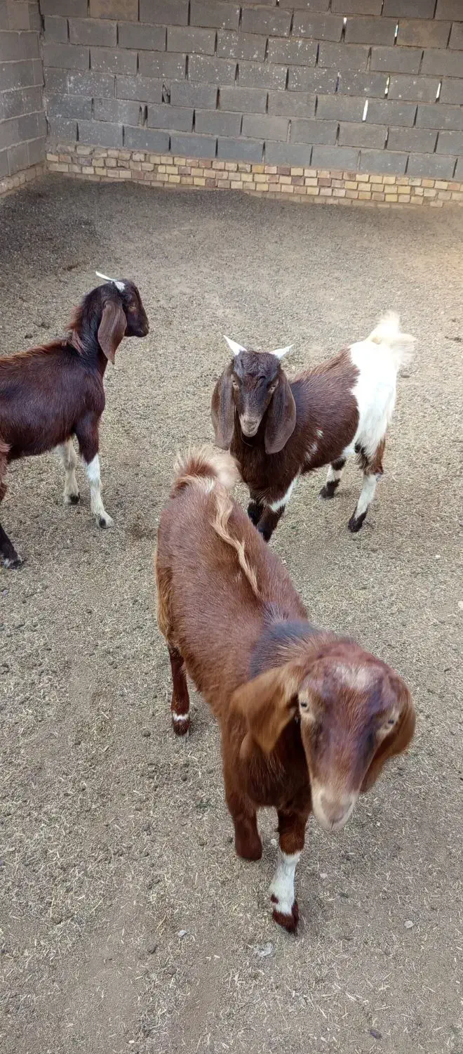 بزغاله نر|حیوانات مزرعه|انبارآلوم, |دیوار