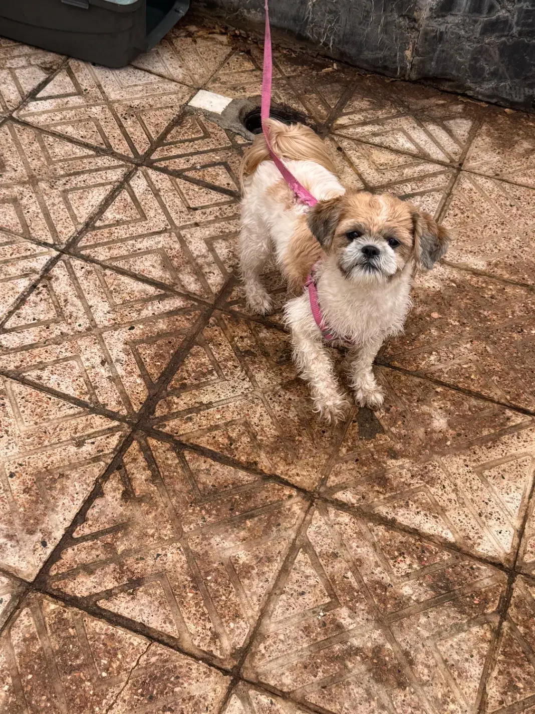 سگ شیترو|سگ|مشهد, خرمشهر|دیوار