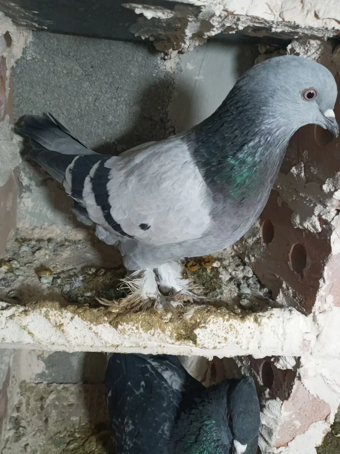 کبوتر ترکیه|حیوانات|میاندوآب, |دیوار