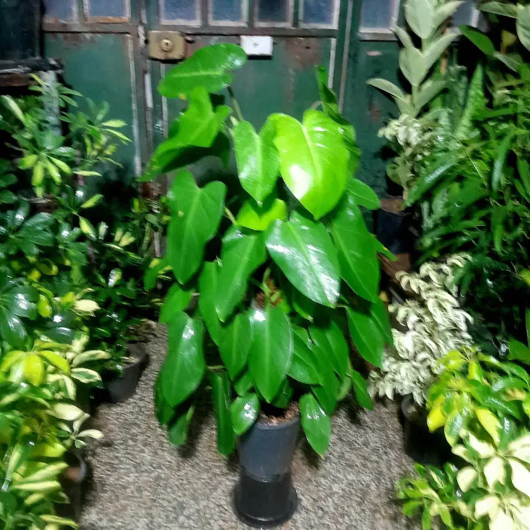 گل های زیبا|گل و گیاه طبیعی|شیراز, شیخ روزبهان|دیوار