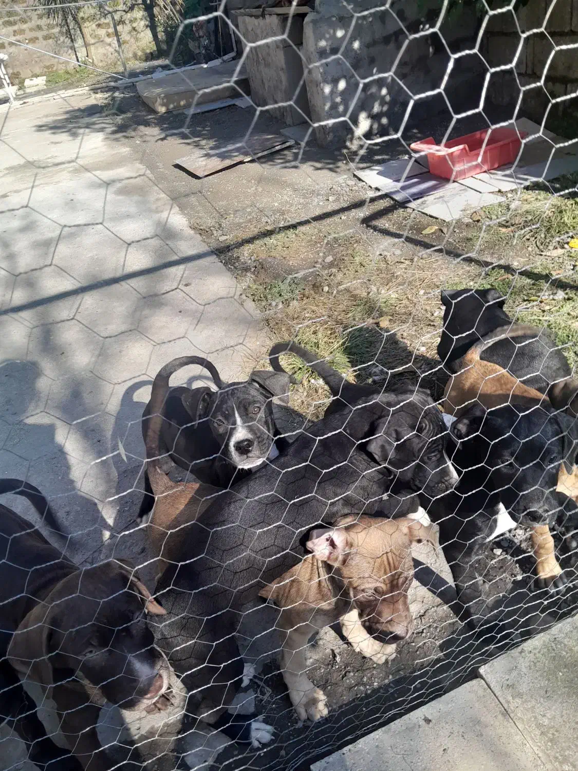 توله پیتبول|سگ|نوشهر, |دیوار