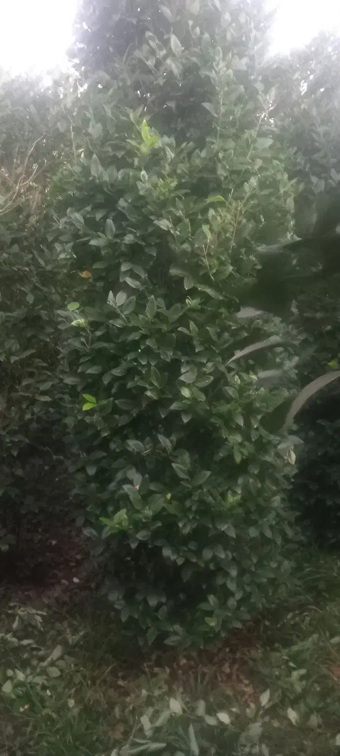 کامیس یاس شیشه شور شمشاد نعنایی|خدمات باغبانی و درختکاری|خرمآباد (تنکابن), |دیوار