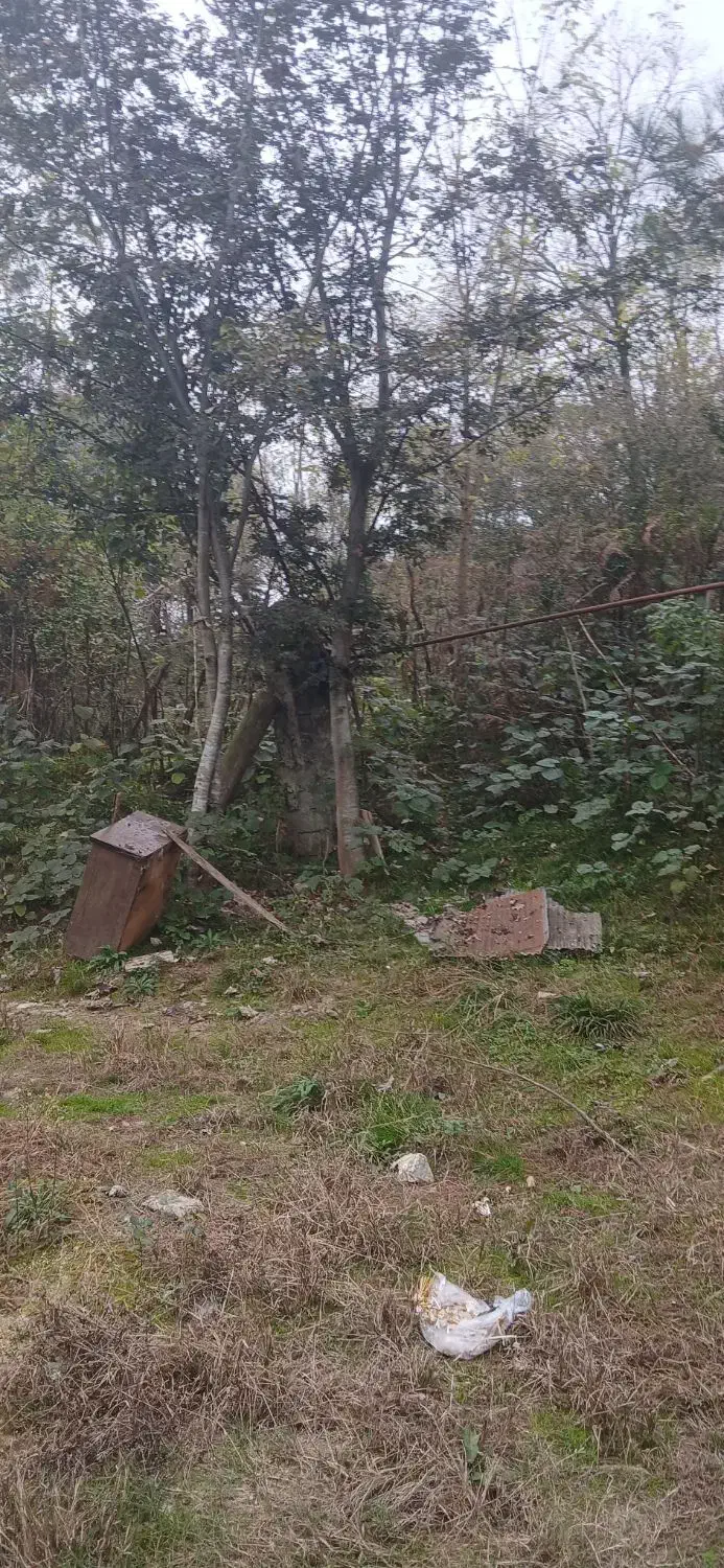 ۵۰۰متر زمین خانه و محوطه جنگلی|فروش خانه و ویلا|شفت, |دیوار