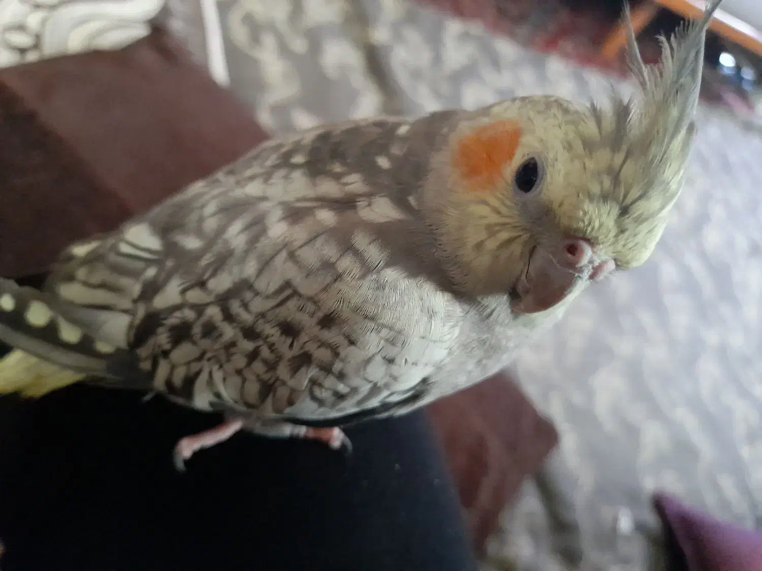 عروس هلندی نربسیار دستی|پرنده|کرج, شهرک فهمیده|دیوار