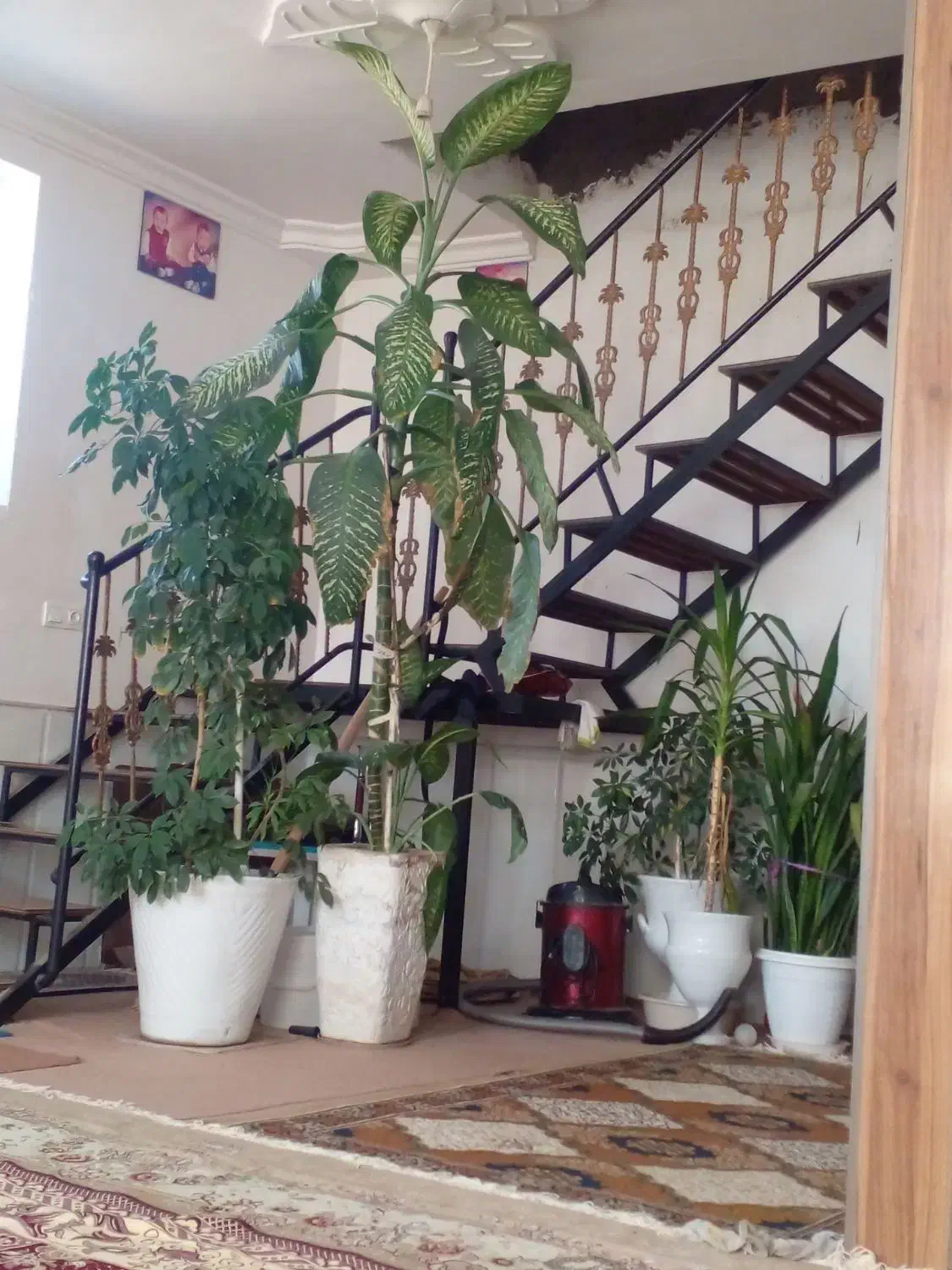 گل طبیعی|گل و گیاه طبیعی|طاغنکوه, |دیوار