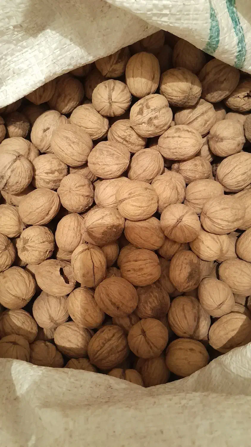 گردو کاغذی منشاد|خوردنی و آشامیدنی|یزد, |دیوار