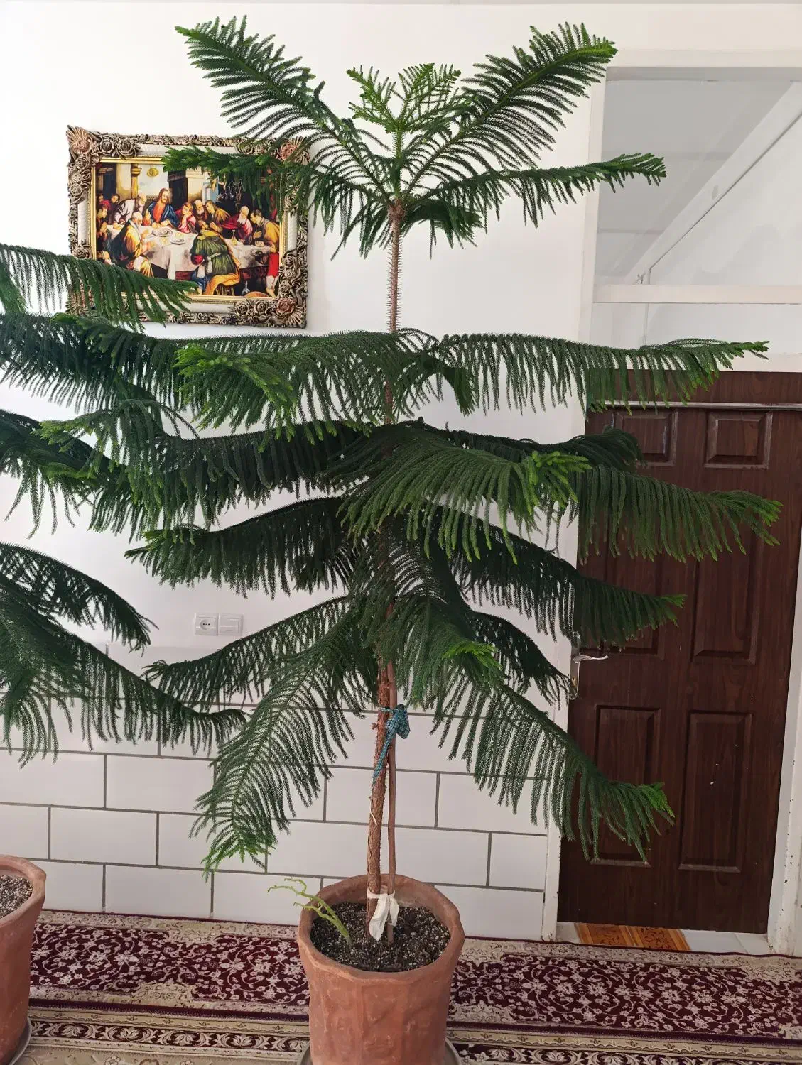 دو عددکاج مطبق بالغ ۲ متری مناسب دکور و فضای داخلی|گل و گیاه طبیعی|اردکان, |دیوار