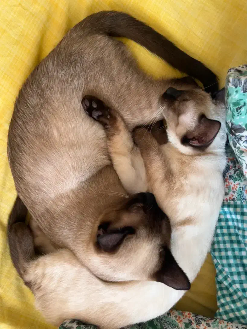 گربه سیامی اصیل|گربه|تبریز, |دیوار