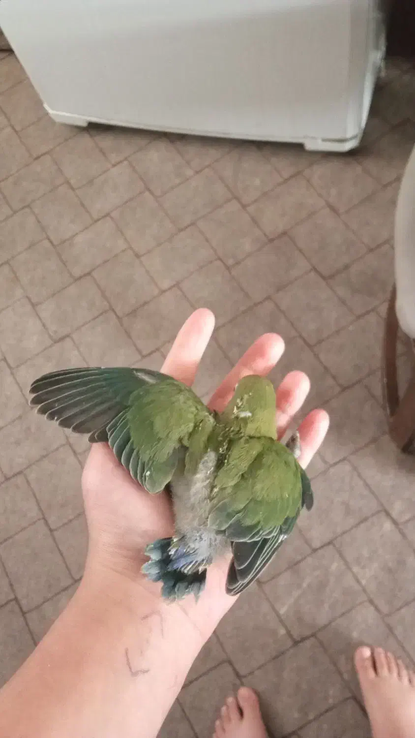 طوطی برزیلی وعروس|پرنده|ایلام, |دیوار