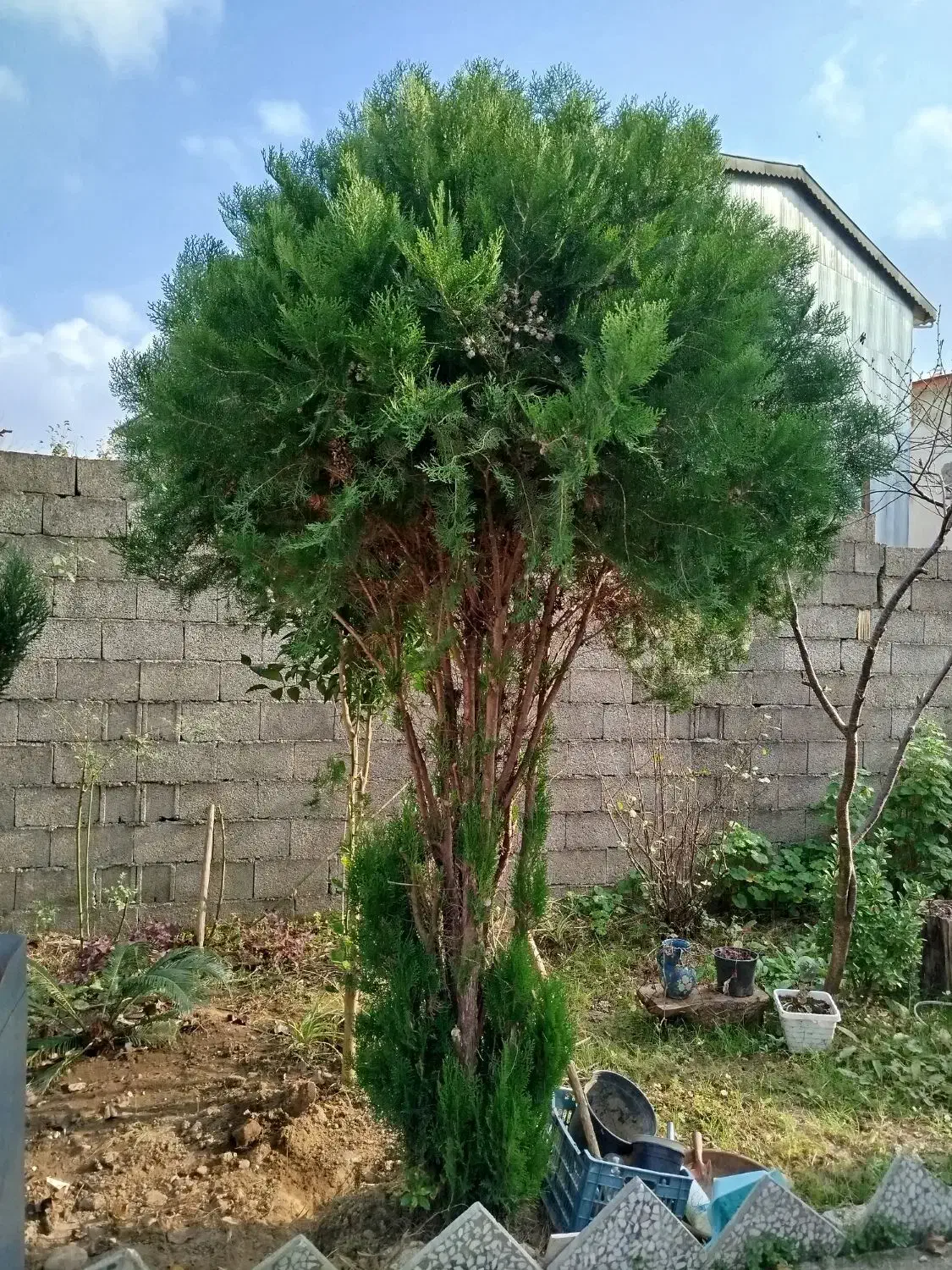 کاج بزرگ 5 ساله بالای 2.5 متر با تخفیف|گل و گیاه طبیعی|فومن, |دیوار