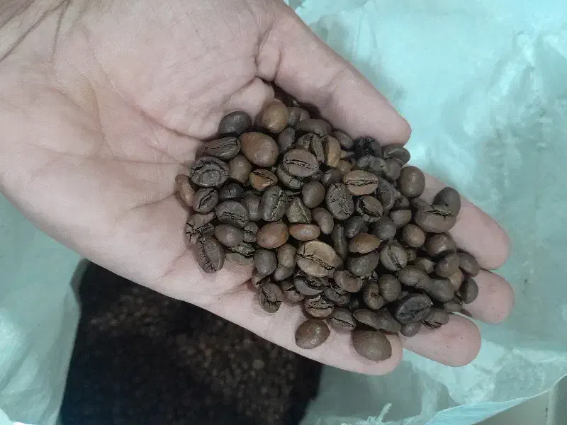 دان قهوه کلی و جزئی|عمده‌فروشی|تربت‌حیدریه, مسجد جامع|دیوار