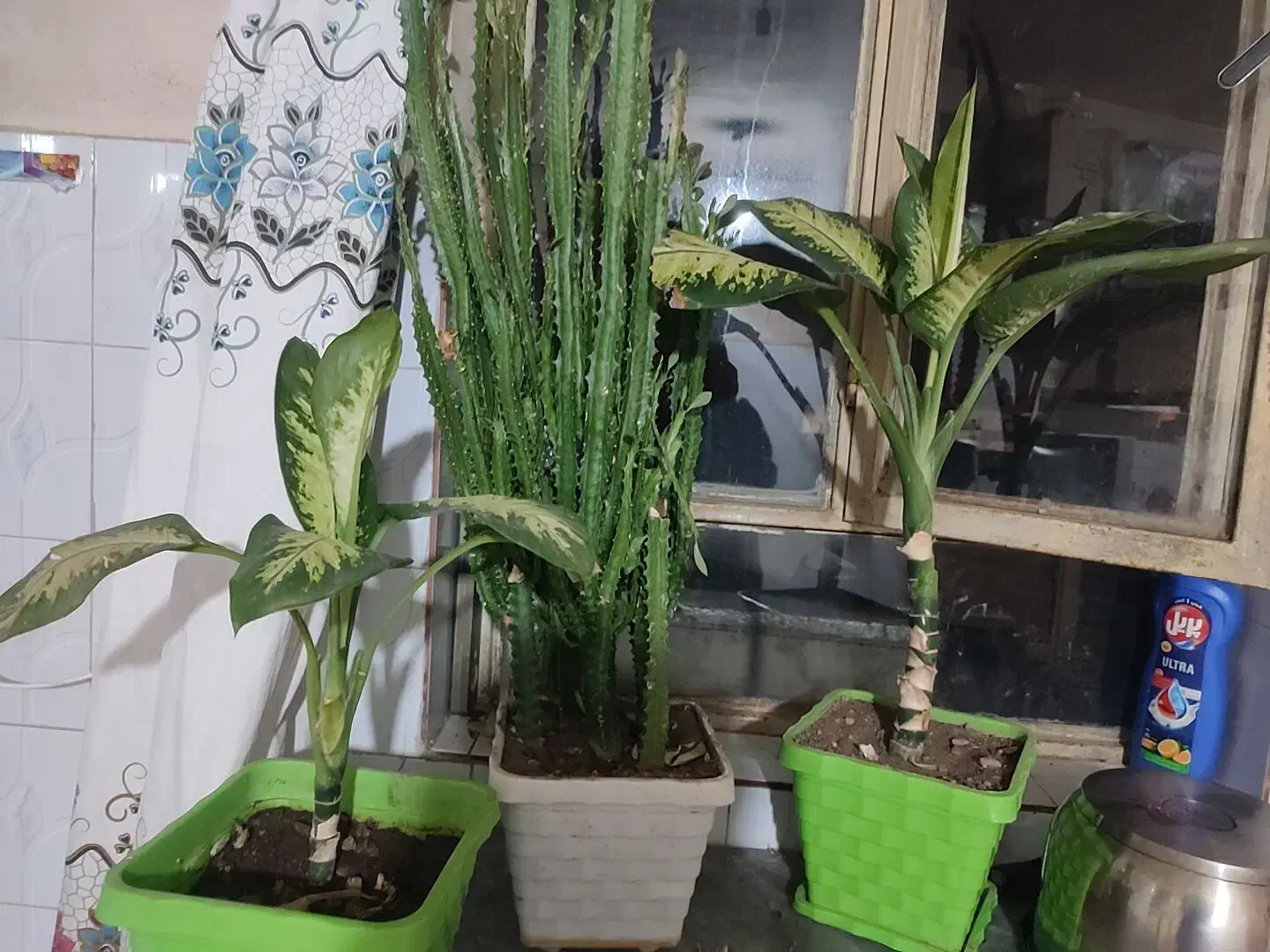 گل دیفن و|گل و گیاه طبیعی|یاسوج, |دیوار