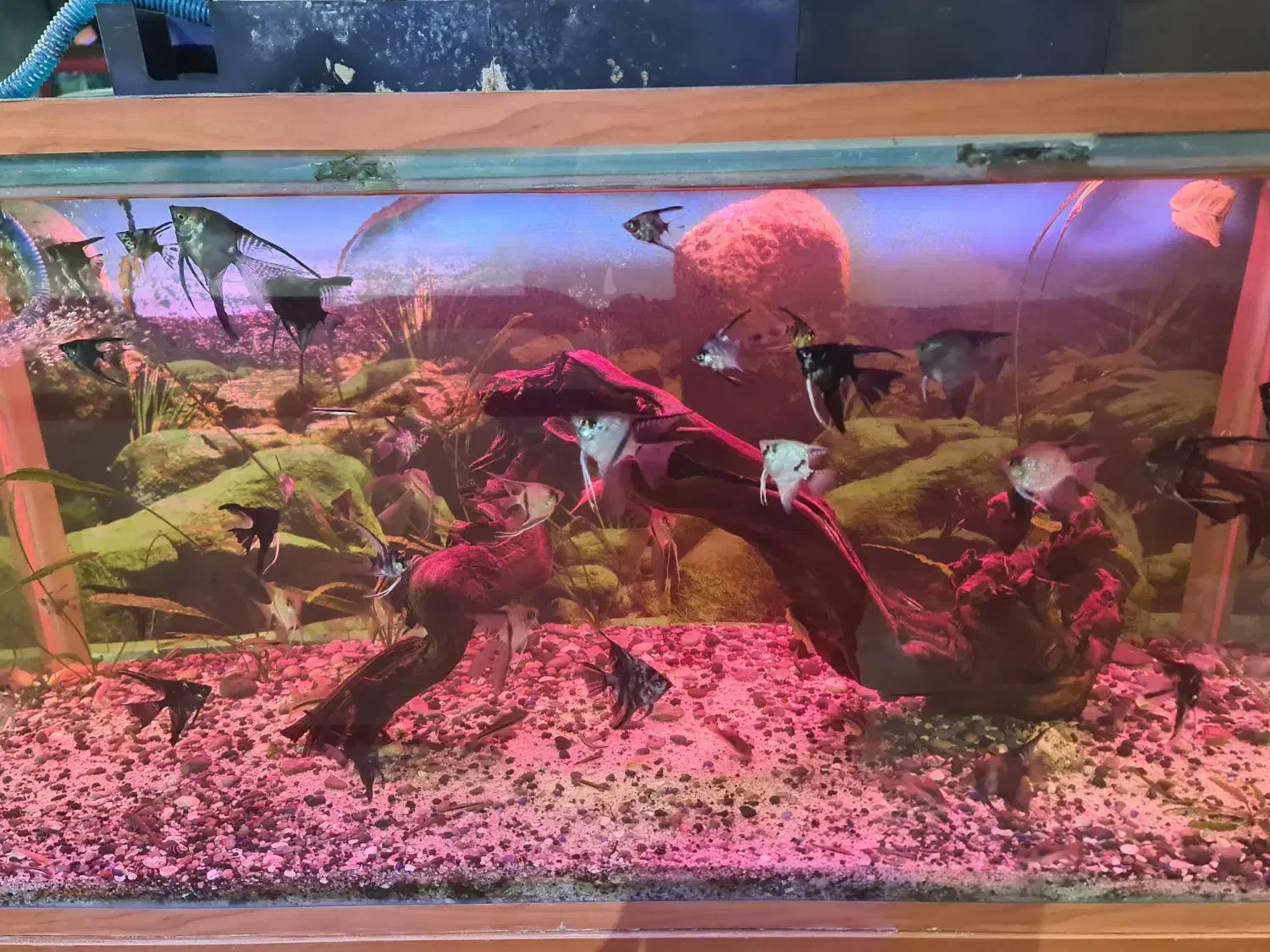 اکواریوم ماهی اب شور دیسکس ابشور انجل گوپی|ماهی|شیراز, سیاه سنگ|دیوار