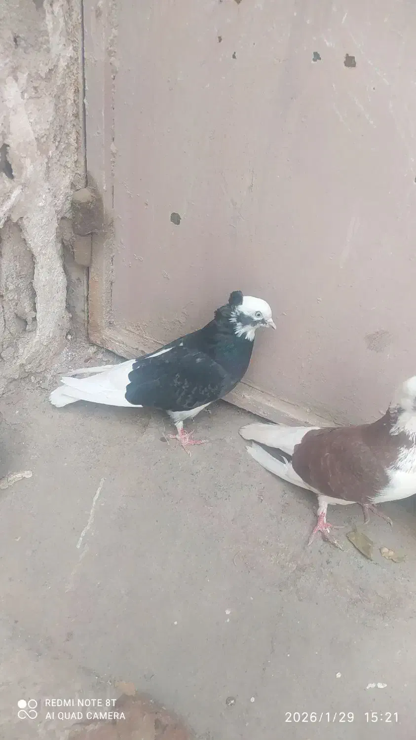 کفتر|پرنده|قم, باغ شازده|دیوار