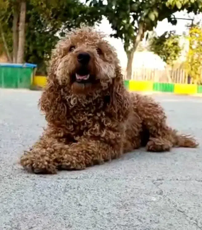 پودل توی نر رد فوق کیفیت|سگ|تهران, الهیه|دیوار