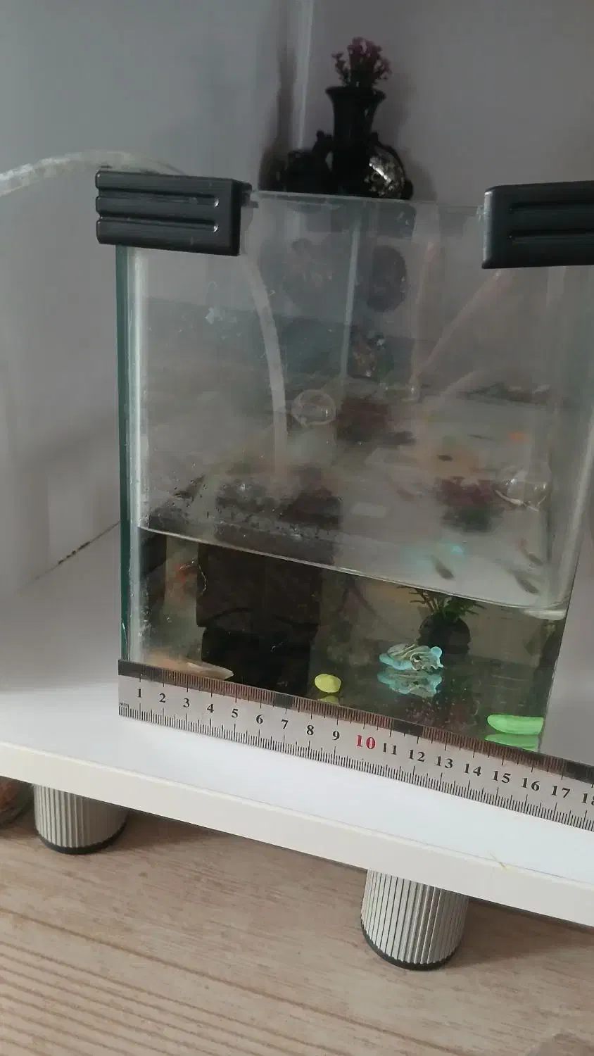 آکواریوم شیشه خم با ماهی با پمپ و...|ماهی|الوند, |دیوار