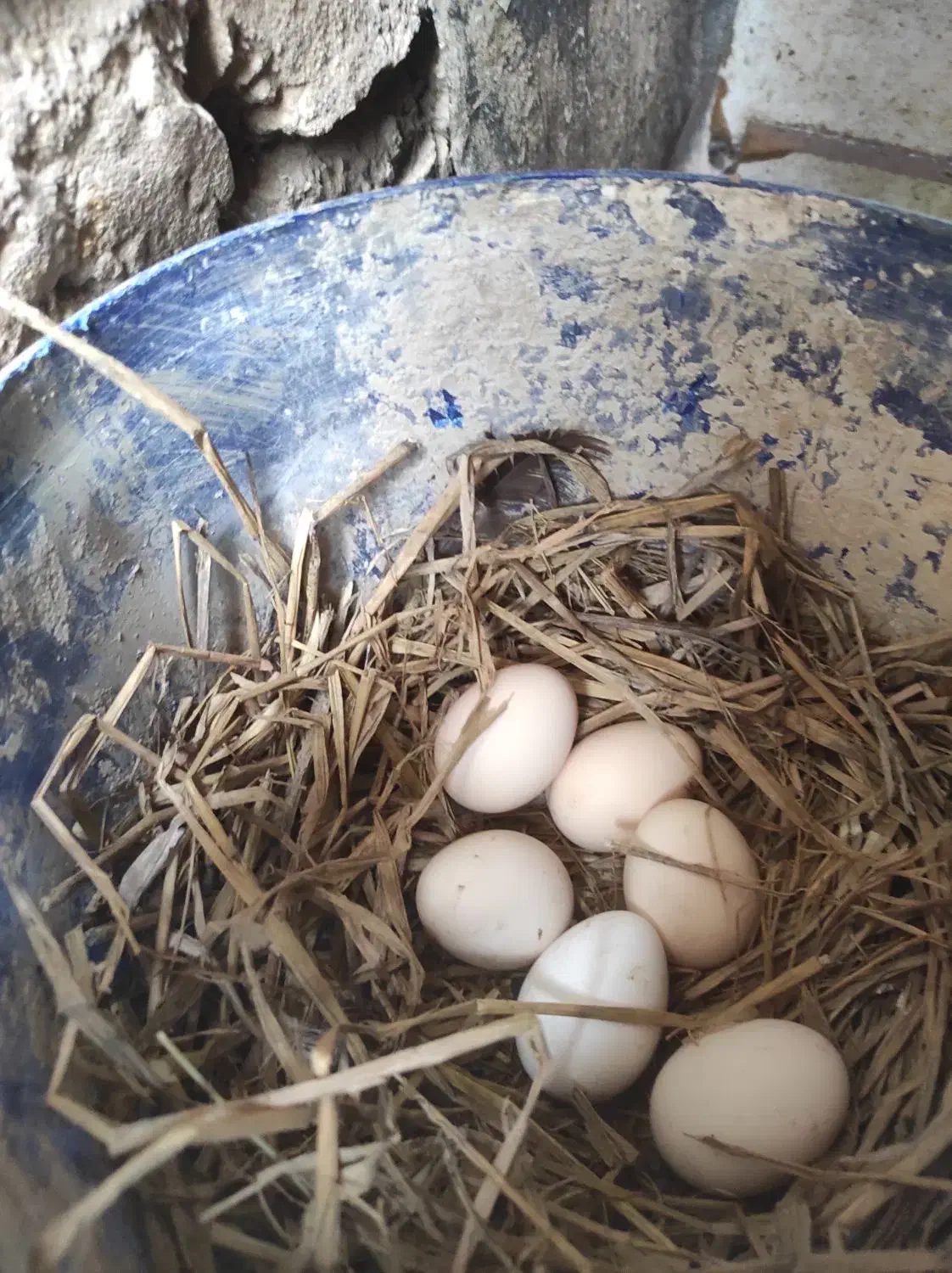 فروش تخم مرغ سیبرایت مینیاتوری نطفه دار|حیوانات مزرعه|ساری, |دیوار