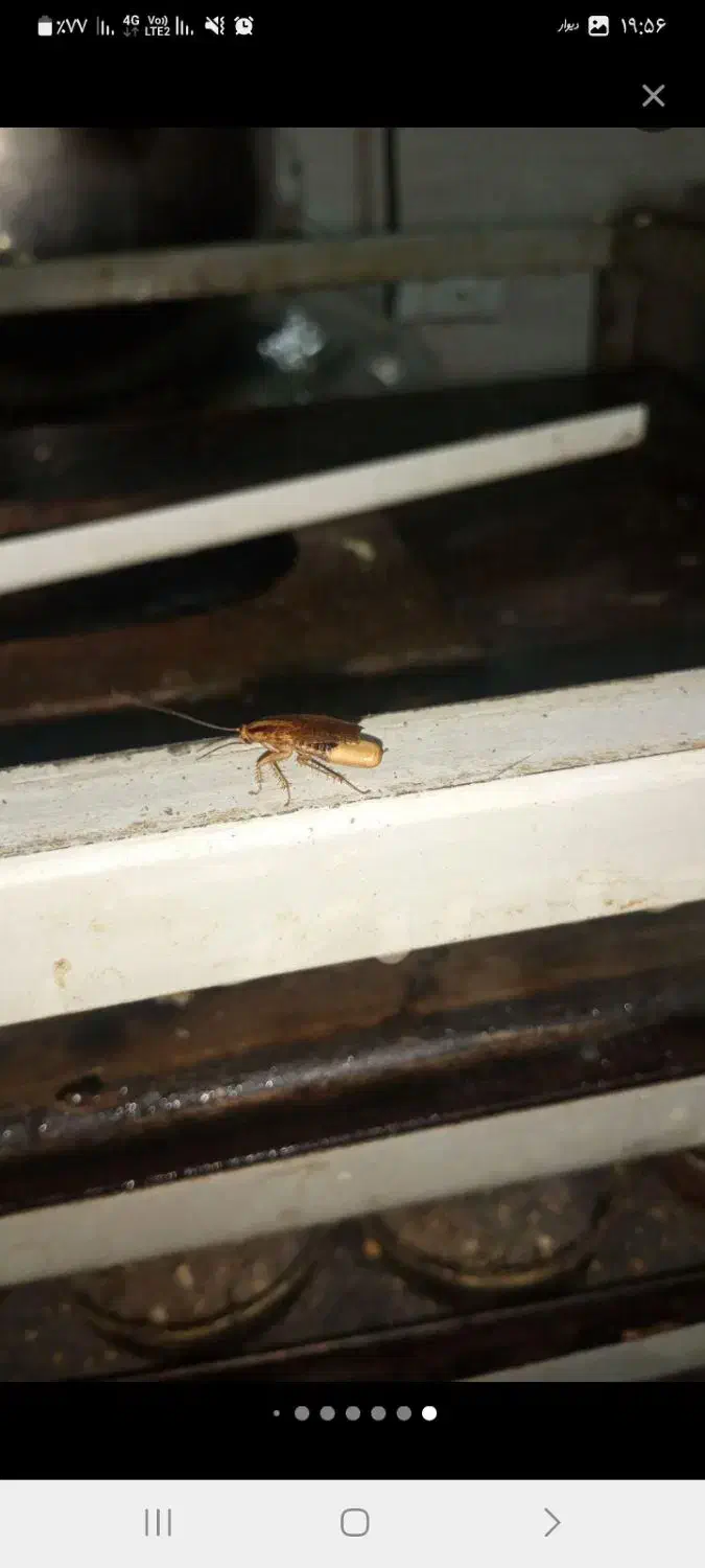 فروش سم سوسک|مواد شوینده و دستمال کاغذی|اراک, |دیوار