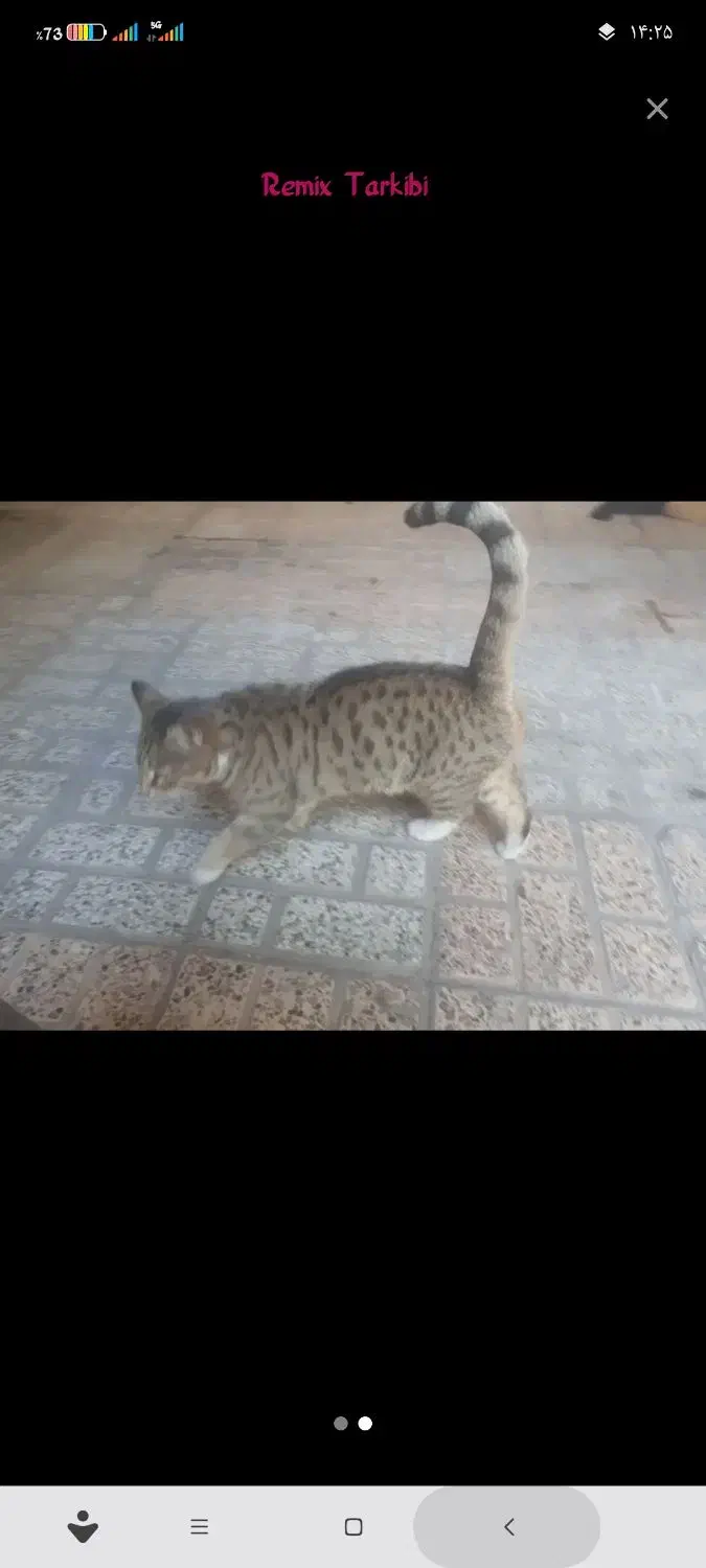 گربه میخوای چندتا ۹ ماهه داریم خونگی|گربه|نیشابور, شریعتی|دیوار