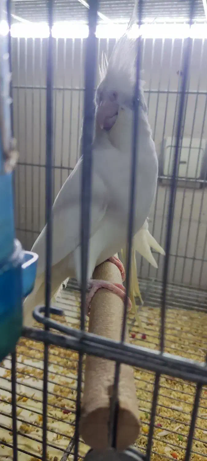 جفت مولد البینو و ماده تک|پرنده|تهران, تهرانسر غربی|دیوار