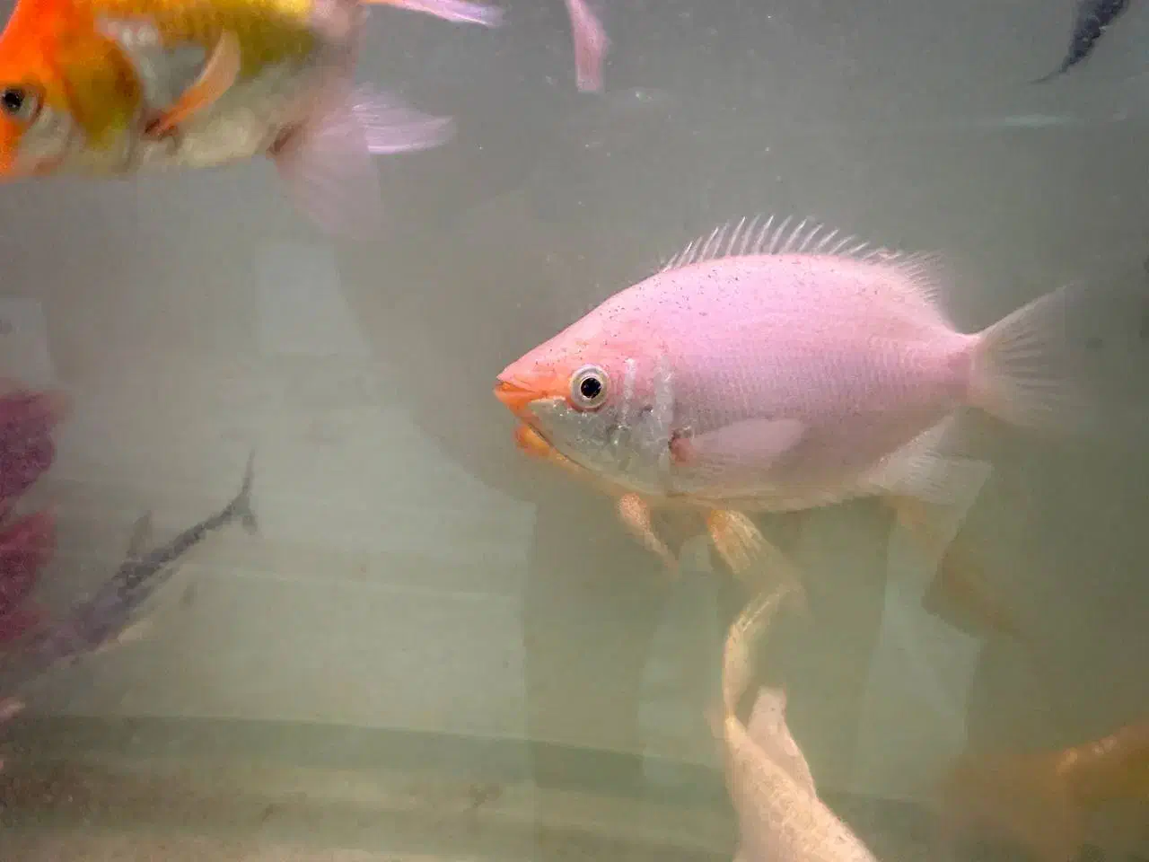 ماهی دیسکس|ماهی|سنندج, |دیوار