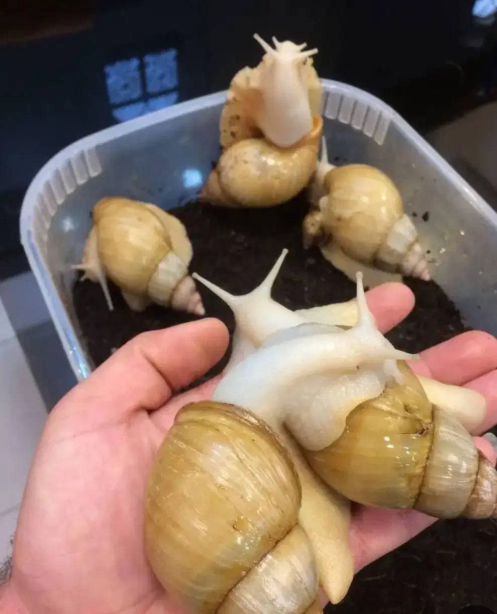 حلزون|خزنده|شیروان (خراسان), |دیوار