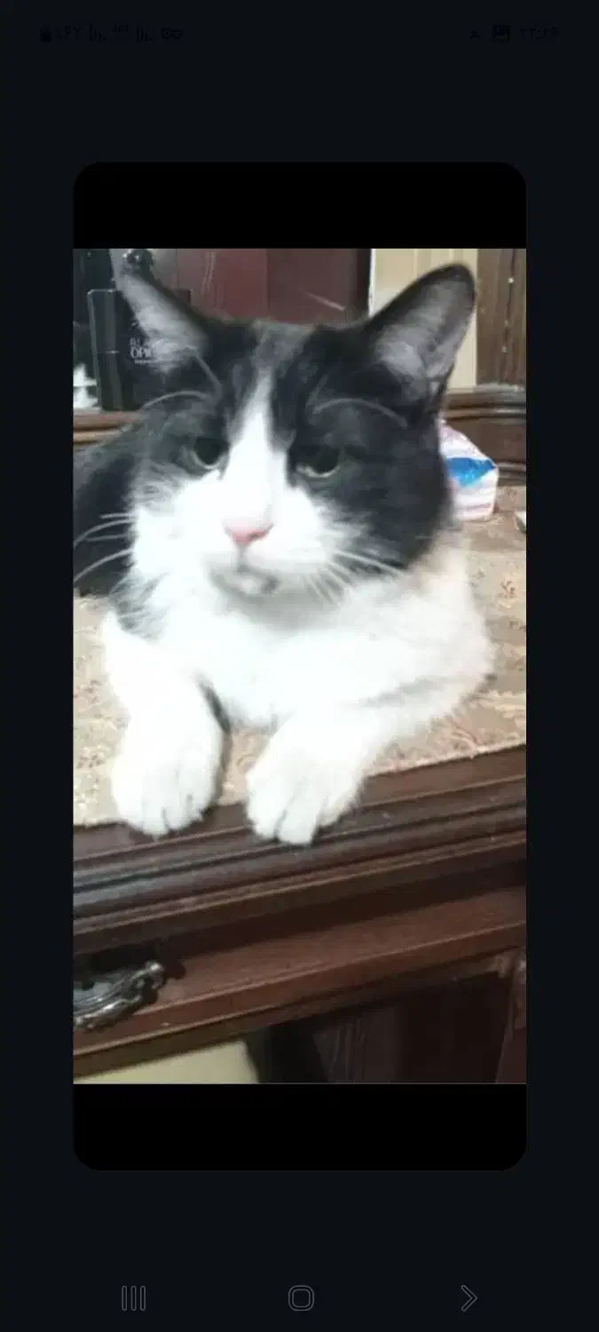 گربه گم شده پارک لاله   گربه سیاه و سفید|حیوانات|تهران, بلوار کشاورز|دیوار