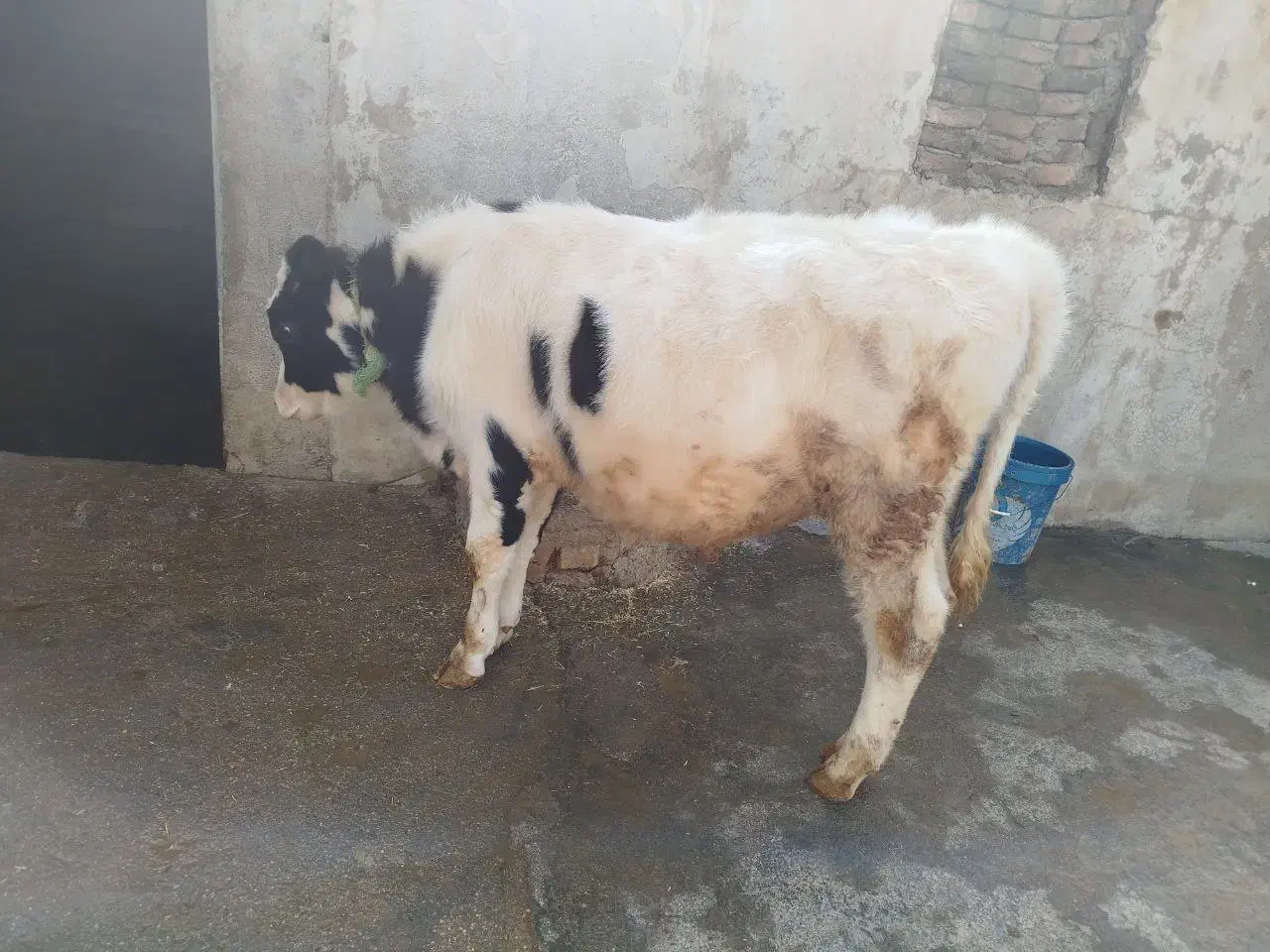 گوساله سیمینتال|حیوانات مزرعه|کوهدشت, |دیوار