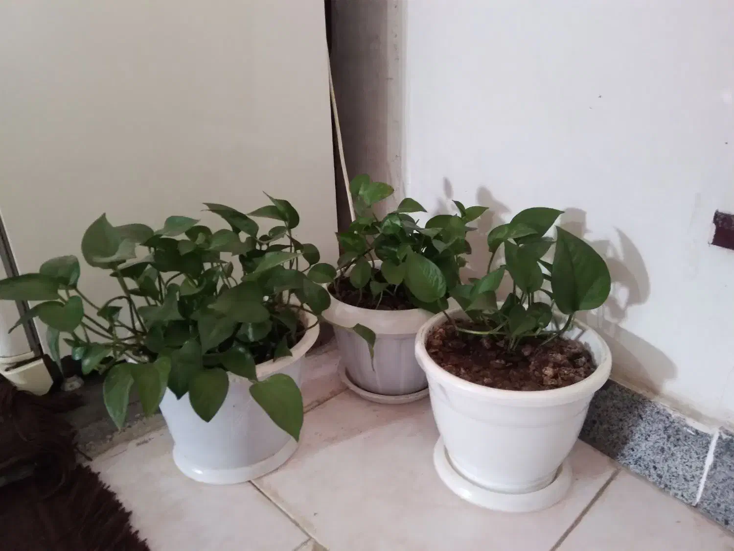 گل پتوس بزرگ|گل و گیاه طبیعی|رشت, کوی امام رضا|دیوار