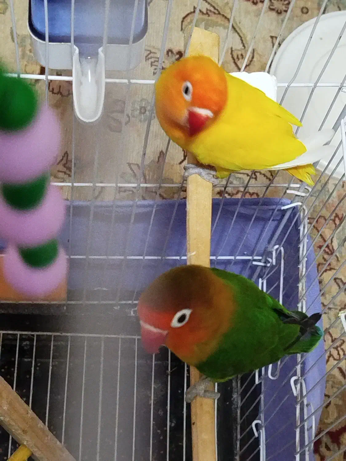 با سلام یک جفت طوطی برزیلی|پرنده|زرند, |دیوار