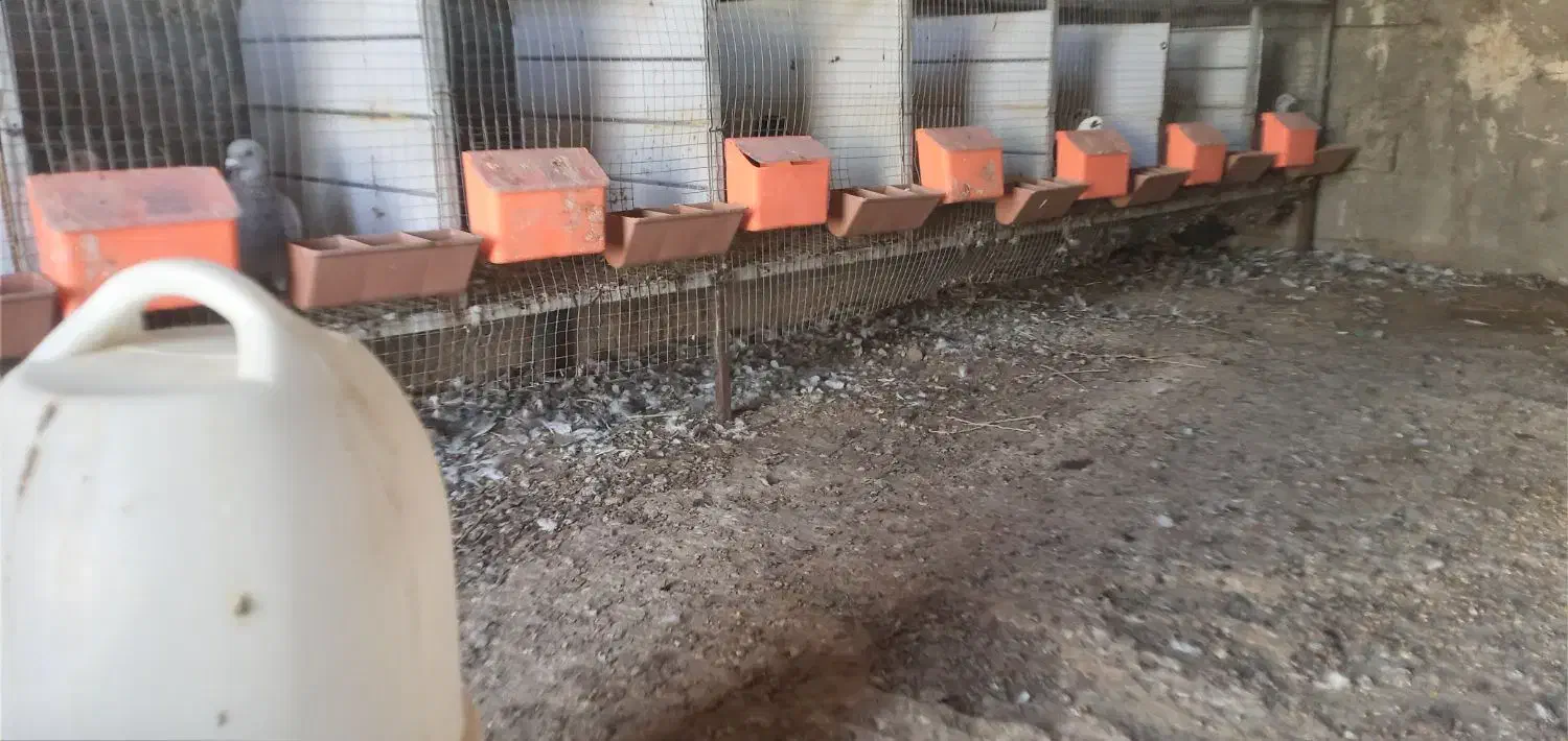 کبوتر جفت خون آبپخش|پرنده|آبپخش, |دیوار