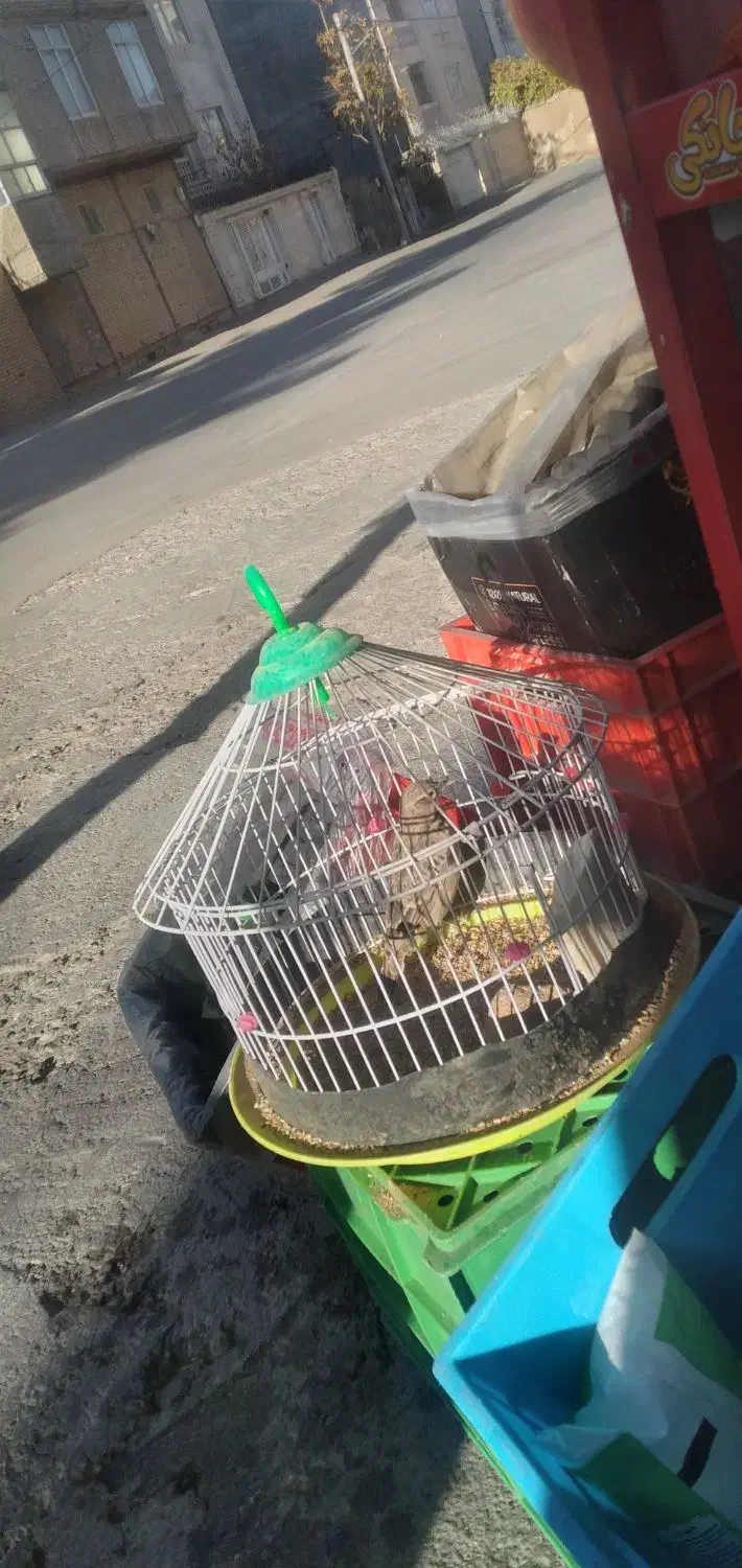 سهره خاکی|پرنده|بجنورد, |دیوار